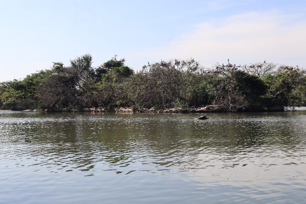 Ranganathittu Bird Sanctuary - Island 