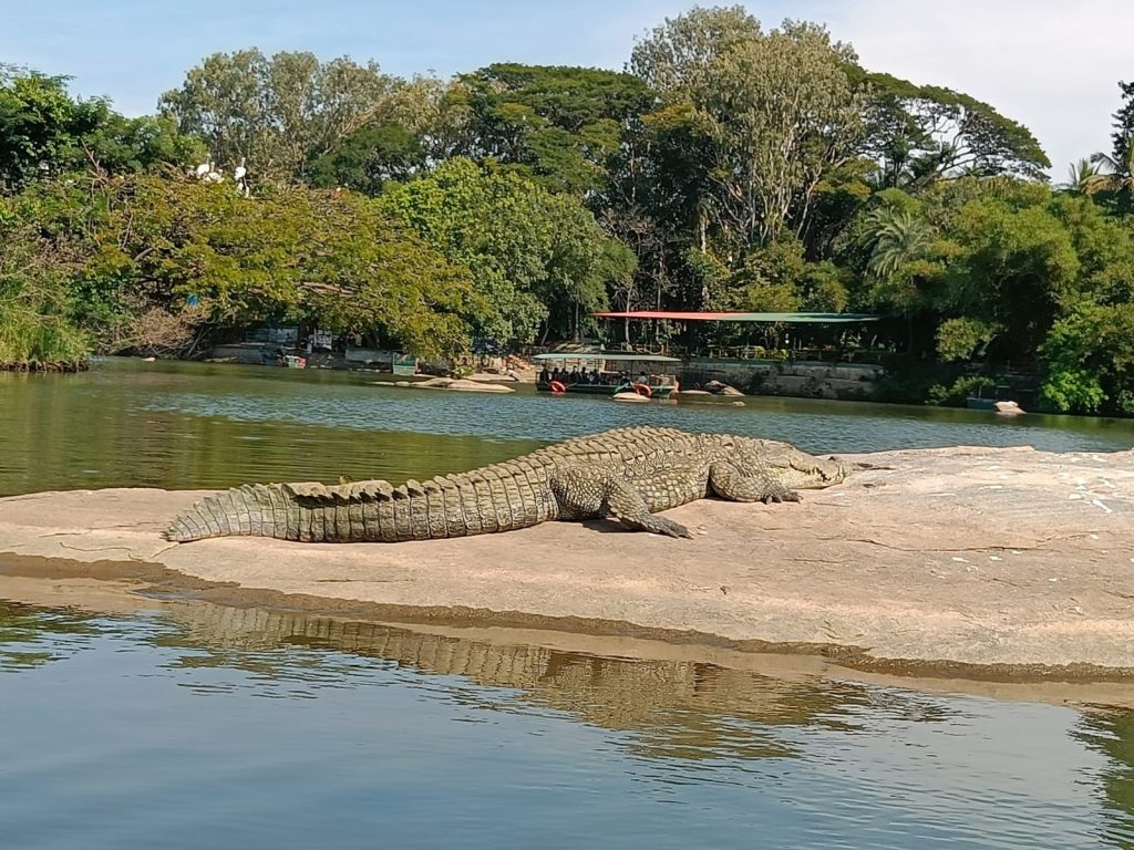 Ranganathittu - Marsh Crocodile