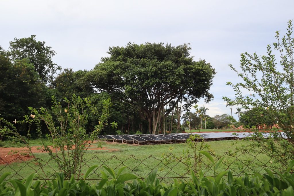 Matri Mandir - Banyan Tree