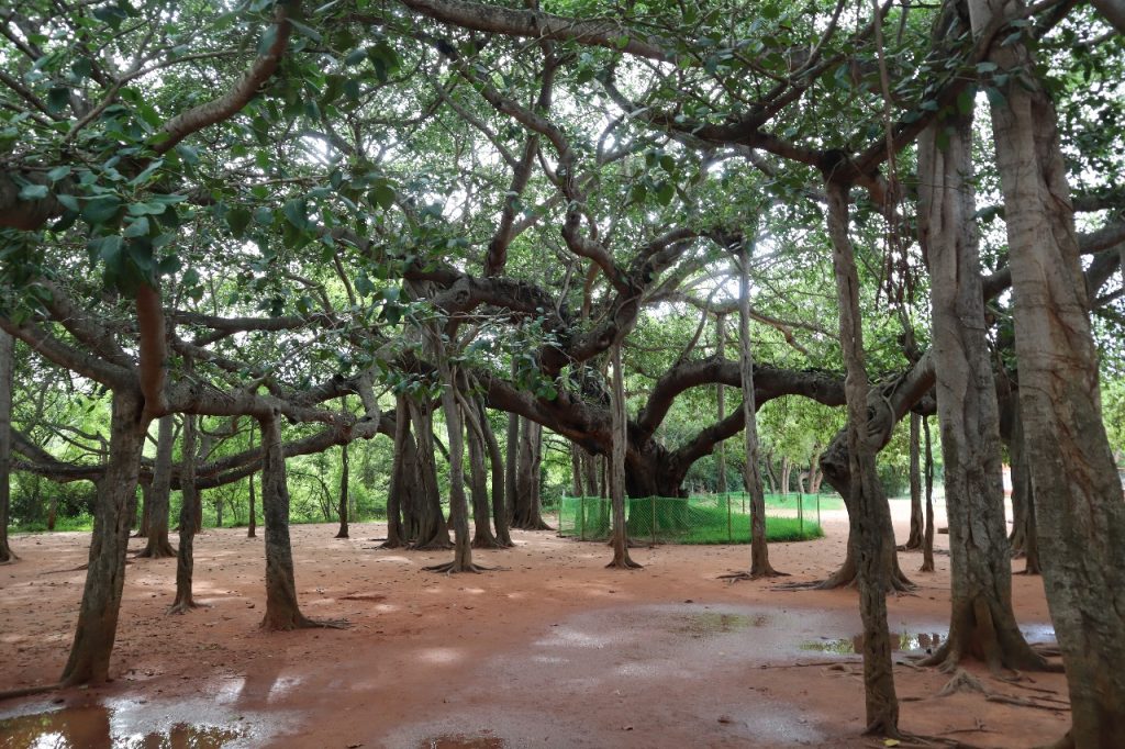 Matri Mandir - Banyan Tree